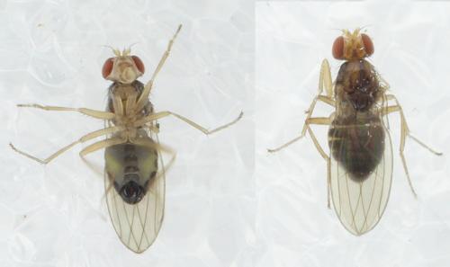 Hirtodrosophila cameraria